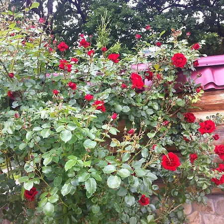 Affittacamere Gnizdo Golubky Shayan